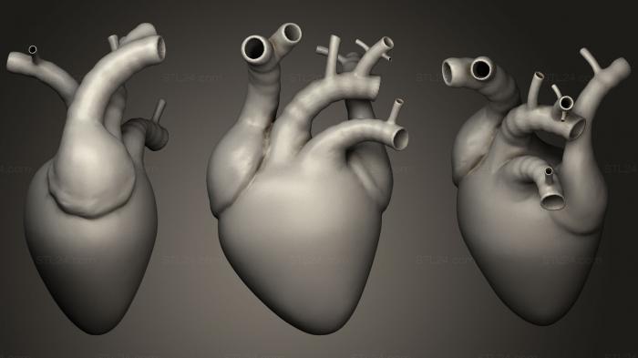 Анатомия скелеты и черепа (Сердце Анимированное, ANTM_1204) 3D модель для ЧПУ станка
